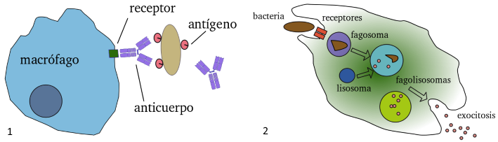 sistema inmune de las bacterias
